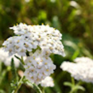 Meet your Posher, Penelope